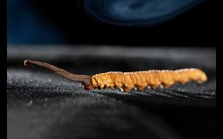 藏區(qū)的冬蟲(chóng)夏草是什么昆蟲(chóng)變的-西藏那曲蟲(chóng)草網(wǎng)