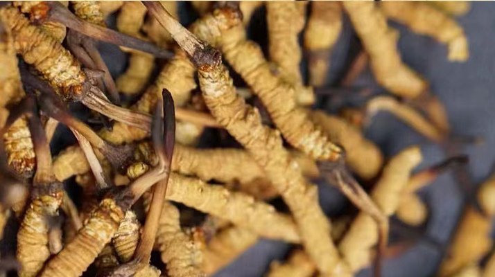 東強(qiáng)堂那曲冬蟲(chóng)夏草統(tǒng)一價(jià)格表