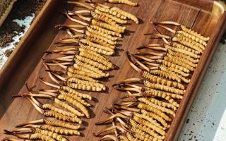 冬蟲夏草現(xiàn)在不值錢了嗎？2026年市場真相揭秘