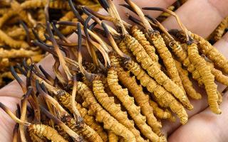 那曲冬蟲夏草市場在哪里？西藏那曲蟲草網(wǎng)帶你尋蹤源頭交易地