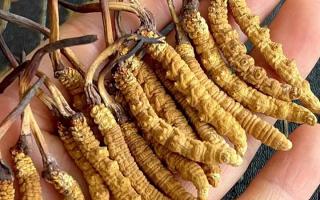 藏紅花和冬蟲夏草哪個(gè)貴？揭秘2026年最新價(jià)格真相