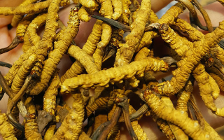 冬蟲夏草哪家牌子好？3大核心標(biāo)準(zhǔn)+優(yōu)質(zhì)品牌盤點(diǎn)