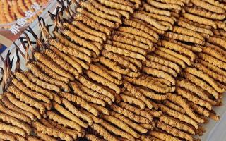 寶寶可以服用冬蟲夏草嗎？權(quán)威指南，科學(xué)滋補(bǔ)不踩坑