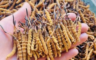 35元一根的冬蟲夏草能買嗎？——揭秘低價(jià)蟲草真相