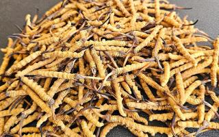 選對(duì)冬蟲夏草不踩坑——西藏那曲蟲草網(wǎng)教你挑出優(yōu)質(zhì)好蟲草