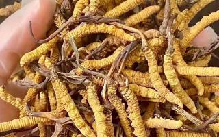 冬蟲夏草買什么品牌好？西藏那曲蟲草網(wǎng)權(quán)威推薦，避開陷阱選對(duì)正宗好草