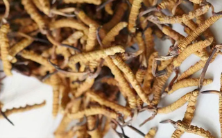 養(yǎng)生滋補(bǔ)冬蟲夏草哪里買？西藏那曲蟲草網(wǎng)教你選對(duì)渠道，買正買值