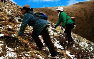 冬蟲夏草如何區(qū)別好壞？那曲行業(yè)平臺教你4步精準(zhǔn)鑒別