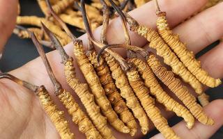 正宗冬蟲夏草怎么選購？那曲蟲草行業(yè)網(wǎng)站教你避坑指南