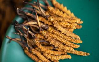 4根一克的冬蟲夏草多大？那曲蟲草行業(yè)網(wǎng)站詳解尺寸標(biāo)準(zhǔn)