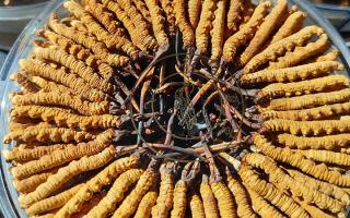 燉鴨子能放冬蟲夏草嗎？詳解搭配要點(diǎn)與滋補(bǔ)邏輯