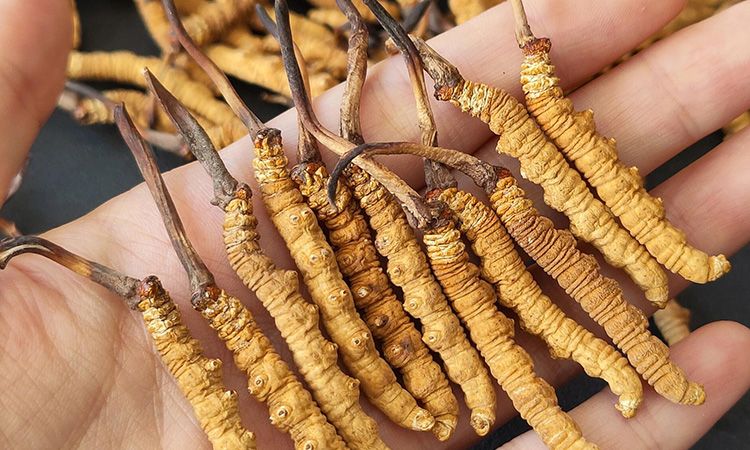 <a href=http://www.jiangnongst.com/s/cczjjd target=_blank class=infotextkey>冬蟲夏草真假鑒定</a>