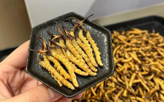 冬蟲(chóng)夏草燉多少時(shí)間合適？藏農(nóng)神草那曲源頭品牌，教你燉出滿滿營(yíng)養(yǎng)