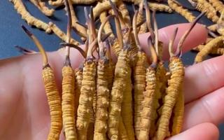 冬蟲(chóng)夏草最長(zhǎng)可以長(zhǎng)多少？藏農(nóng)神草那曲源頭品牌，揭秘雪域蟲(chóng)草的尺寸密碼
