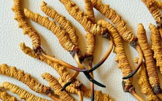 去西藏哪里買冬蟲(chóng)夏草？藏農(nóng)神草那曲源頭品牌，解鎖本地正宗選購(gòu)地