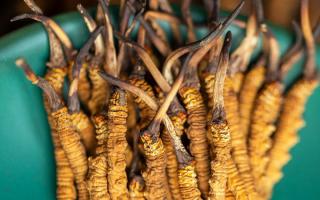 西藏那曲冬蟲夏草熬粥攻略：這樣熬最營養(yǎng)、最入味