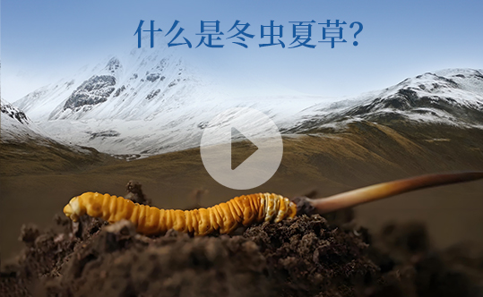 什么是冬蟲(chóng)夏草-西藏那曲蟲(chóng)草網(wǎng)